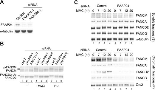 Figure 6. FANCM requires FAAP24 for its stable association in chromatin. (A) HeLa cells were transfected with indicated siRNAs for 72 hours, and then whole-cell extracts were immunoblotted. (B) HeLa cells transfected with indicated siRNAs for 72 hours were treated with MMC (50 ng/mL for 17 hours) or HU (2 mM for 17 hours), and whole-cell extracts were immunoblotted for the indicated proteins. (C) HeLa cells transfected with indicated siRNAs for 72 hours, and then incubated with MMC (50 ng/mL) for 7 hours, 12 hours, and 20 hours. Cells were then extracted and fractionated, and each fraction was immunoblotted for the indicated proteins.