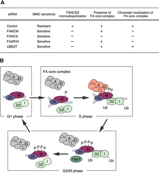 Figure 7. Model for the role of FANCM in regulating the FA pathway. (A) HeLa cells silenced for the indicated proteins by siRNA (columns) were analyzed for MMC sensitivity, FANCD2 monoubiquitination, presence of FA core complex, and chromatin localization of FA core complex (rows). + indicates indistinguishable from control siRNA–treated cells; and −, defective. (B) Schematic model describing the function of FANCM in the chromatin recruitment of the FA core complex. The FANCM-FAAP24 complex associates with chromatin throughout the cell cycle. Early in the cell cycle (G1 phase), the FA core (A/B/C/E/F/G/L complex) is assembled but does not associate with FANCM-FAAP24 complex in chromatin. In S phase, phosphorylated FANCM can recruit the FA core complex to chromatin, possibly to replication forks, and induce E3 ubiquitin ligase activity, resulting in monoubiquitination of FANCD2 and FANCI. In G2/M phase, hyperphosphorylated FANCM may promote the release of the FA core complex, and USP1 may deubiquitinate FANCD2 and FANCI monoubiquitination.