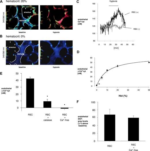 Figure 3. Endothelial Ca2+cyt. Data are mean plus or minus SE; n = 5 for each bar (*P < .05 vs first bar). (A,B) Pseudocolor-coded 340:380 ratio for fura 2-loaded capillary endothelial cells under baseline (left) and hypoxic (right) conditions. Vessel margins are depicted (white lines). Alveolar septum is indicated (arrows). Venules are perfused RBC-containing or RBC-free solutions as indicated. (C) Tracings show time-dependent changes in the presence or absence of RBCs in vascular perfusion replicated 6 times. (D) Hematocrit (Hct) dependency of endothelial Ca2+ after 30 minutes of hypoxia exposure. *P < .05 vs HCT: 20%. (E) Bars represent venular group data for indicated perfusion conditions 30 minutes after hypoxic lung inflation. RBC indicates hematocrit = 20%; catalase, 50 U/mL; Ca2+-free, perfusion was Ca2+ depleted. (F) Bars represent RBC-containing perfusions under control and Ca2+-free conditions.