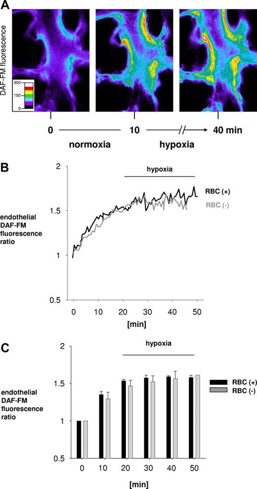 Figure 4. DAF fluorescence showing endothelial NO production in lung venular capillaries. (A) Capillaries loaded with DAF-FM. Images were obtained under normoxic conditions (left) and 0 (middle) and 30 (right) minutes after switching to hypoxia. (B) Tracings of DAF-FM fluorescence in a single endothelial cell in a venular capillary that was perfused at either 0% (gray) or 20% (black) hematocrit. (C) Group data show DAF-FM fluorescence as ratio of initial (0 minutes). Data are mean plus or minus SE; n = 4 each bar.