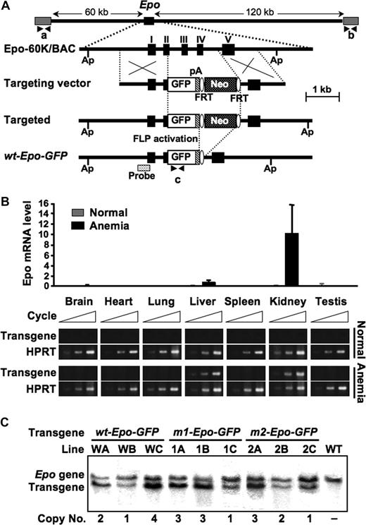 Figure 1. Structure and tissue distribution of the Epo-GFP transgene. (A) Strategy for constructing the Epo-GFP transgenes in the BAC recombination system. Epo-60K/BAC (top), including the 60-kb 5′ upstream and 120-kb 3′ downstream regions of the mouse Epo gene, was isolated. Exons I to V of the Epo gene are depicted by black boxes. The targeting vector contained GFP cDNA (white box) and a polyadenylation signal (pA; hatched box) and a Neo cassette (speckled box) between the FRT sequences (white ovals). The vector was homologously recombined with Epo-60K/BAC within the 5′ (1.1 kb) and 3′ (0.9 kb) homologous arms. The Neo cassette in the targeted BAC clone was excised using the FLP-FRT system in bacteria. To verify integration of the intact transgene into the mouse chromosome, 5′ and 3′ fragments derived from the BAC vector (a and b) and GFP cDNA (c) were amplified by PCR using primers indicated by the double arrowheads. (B) Expression of the endogenous Epo gene (bar chart) and wt-Epo-GFP transgene (panels) in adult mice. Epo mRNA levels under normal (gray bars) and anemic (black bars) conditions were measured by quantitative RT-PCR for the organs indicated and normalized to the level of GAPDH mRNA (bar chart). Data are the means (± SD) of at least 3 independent mice. Semiquantitative RT-PCR analysis of transgene expression in the wt-Epo-GFP transgenic mouse (line WA) under normal and anemic conditions was performed for the organs indicated (panels). HPRT was used as an internal control. (C) Southern blotting analysis of ApaI-digested genomic DNA revealed the copy numbers of the transgenes. Tail DNA from each transgenic line was digested with ApaI (Ap; indicated in A) and the endogenous Epo gene (5.2 kb) and transgene (4.4 kb) were hybridized with a radiolabeled probe (indicated in A).