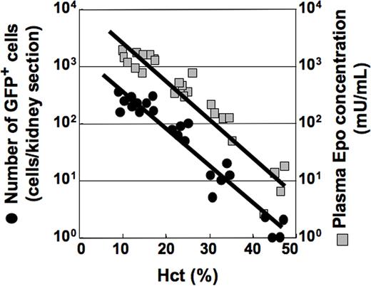 Figure 3. The number of GFP-positive cells in the kidney of wt-Epo-GFP transgenic mouse is increased as the hematocrit is decreased. Various levels of anemia were induced in wt-Epo-GFP transgenic mice (line WA) by bleeding over 2 days and kidney sections were taken. The plasma Epo concentrations () and the numbers of GFP-positive cells in the kidney sections (•) increased as the hematocrit (Hct) decreased.