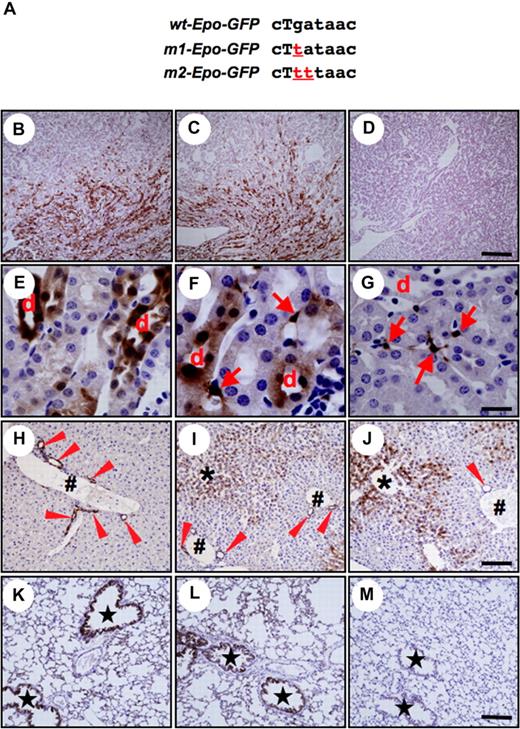 Figure 5. Expression profiles of the Epo-GFP transgenes with mutations in the promoter GATA sequence. (A) Sequences near the GATA factor–binding site in the promoter region of the mouse Epo gene. The wild-type GATA-box in the wt-Epo-GFP transgene was mutated to create the transgenes m1-Epo-GFP and m2-Epo-GFP. Capital T indicates the point 30-bp upstream from the transcription initiation site. Sections of kidneys (B-G), livers (H-J), and lungs (K-M) from the m1-Epo-GFP transgenic mouse line 1A (B,C,E,F,H,I,K,L) and wt-Epo-GFP transgenic mouse line WA (D,G,J,M) under normal (B,E,H,K) or anemic (C,D,F,G,I,J,L,M) conditions were stained with anti-GFP antibody (brown). The distal tubules (d) constitutively expressed the mutant transgene (E,F), but not wt-Epo-GFP (G). Arrows indicate the kidney interstitial cells, which expressed GFP only after the induction of bleeding anemia in both m1-Epo-GFP (F) and wt-Epo-GFP (G) transgenic mice. Arrowheads indicate the bile ducts, which were constitutively positive for GFP in the mutant Epo-GFP transgenic mice (H-I), but negative for GFP staining in the wt-Epo-GFP transgenic mice (J). Hepatocytes surrounding the central vein (*) expressed GFP only in anemic conditions in both m1-Epo-GFP (I) and wt-Epo-GFP (J) transgenic mice. The bronchial epithelium (★) was also positive for GFP antibody staining only in the mutant Epo-GFP transgenic mice (K,L). # indicates, interlobular triad. Scale bars are 300 μm (B-D), 20 μm (E-G), and 100 μm (H-M).