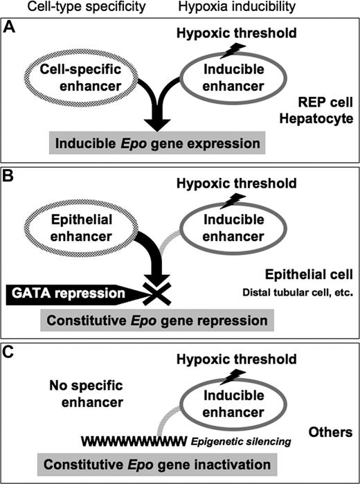 Figure 7. Schematic model of cell type–specific and inducible Epo gene regulation by GATA factors. (A) Epo gene expression is controlled by cell type–specific and hypoxia-inducible enhancers. Both enhancers are required for inducible Epo gene expression in REP cells and hepatocytes. (B) In the epithelial cell lineage, the epithelial cell–specific enhancer constitutively stimulates Epo gene expression, but this is repressed through the GATA promoter motif. Therefore, epithelial cells do not express Epo, in spite of hypoxic conditions. (C) In other cell types, Epo expression may be permanently silenced by epigenetic mechanisms unrelated to GATA repression and the hypoxic threshold.