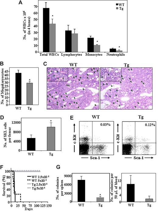 Figure 1. Heparanase overexpression alters hematopoietic development and leads to increased retention of stem cells in the BM. Cells were flushed from the BM of wildtype (WT) or hpa-Tg (Tg) mice. (A) The number of WBC, lymphocytes, monocytes, and neutrophils in 4 bones was assessed. Data are means plus or minus SE; n ≥ 10 mice. (B) Number of megakaryocytes in bone sections of WT or hpa-Tg mice, determined by counting of 9 random fields per bone section. Data are means plus or minus SE; n = 3 mice, 2 bone sections per mouse. (C) Representative figure showing hematoxylin and eosin staining of femoral bone in WT and hpa-Tg mice (original magnification ×10). Inset: original magnification ×40. Green arrowheads point at megakaryocytes. Micrographs were acquired by staining with H&E, viewed with a light microscope (Eclipse E800M) fitted with a 10×/Plan-Apoobjective, and photographed with a digital camera (DXm1200), and image acquisition software (ACT-1, v. 2.63, all from Nikon, Tokyo, Japan). Images were processed by Adobe Photoshop, v. 7.0 (San Jose, CA). (D) Number of primitive undifferentiated Sca-1+/c-Kit+/Lin− cells in one femur of WT or hpa-Tg mice, as counted by flow cytometry. Data are means plus or minus SE; n = 7 mice. (E) A representative dot plot of Sca-1+/c-Kit+ (gated from Lin− population) derived from the BM of WT or hpa-Tg mice (F) Survival of lethally irradiated C57/BL6 mice injected with the indicated number of BM cells from WT or hpa-Tg donors. (G) Number of progenitor cells in the peripheral blood and spleen of WT and hpa-Tg mice, determined by colony assay. Data are means plus or minus SE; n ≥ 4 mice (*P < .05).