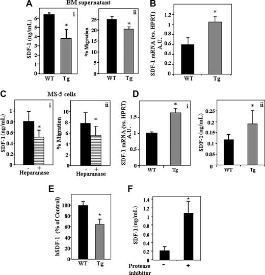 Figure 2. Heparanase increases SDF-1 turnover in the BM.(A) SDF-1 levels in the BM of WT or hpa-Tg mice, detected by ELISA (i). Migration of cord blood CD34+ cells toward RPMI supplemented with supernatant from BM of WT or hpa-Tg mice placed in the lower chamber (ii). Data are means plus or minus SE; n ≥ 9 samples of BM supernatants. (B) mRNA levels of SDF-1 in BM cells from WT or hpa-Tg mice. Data are means plus or minus SE; n ≥ 4. (C) SDF-1 levels in the conditioned medium of MS-5 cells with or without pretreatment of the cells with heparanase, detected by ELISA (i). Migration of cord blood CD34+ cells toward the conditioned medium of MS-5 cells placed in the lower chamber of a transwell (ii). Data are means plus or minus SE; n ≥ 10 samples of conditioned medium. (D) (i) mRNA levels of SDF-1 (vs HPRT) in osteoblasts from WT or hpa-Tg mice. Data are means plus or minus SE; n ≥ 4. (ii) SDF-1 levels in the conditioned medium of osteoblasts obtained from WT or hpa-Tg mice, detected by ELISA. Data are mean plus or minus SE; n = 9. (E) Levels of biotinylated SDF-1 added exogenously to the BM supernatant of WT or hpa-Tg mice, detected by ELISA. Data are means plus or minus SE; n ≥ 8 samples of BM supernatants. (F) Levels of biotinylated SDF-1 added exogenously to the BM supernatant of hpa-Tg mice with or without pretreatment with a broad range protease inhibitor, detected by ELISA. Data are means plus or minus SE; n = 3 samples of BM supernatants (*P < .05).