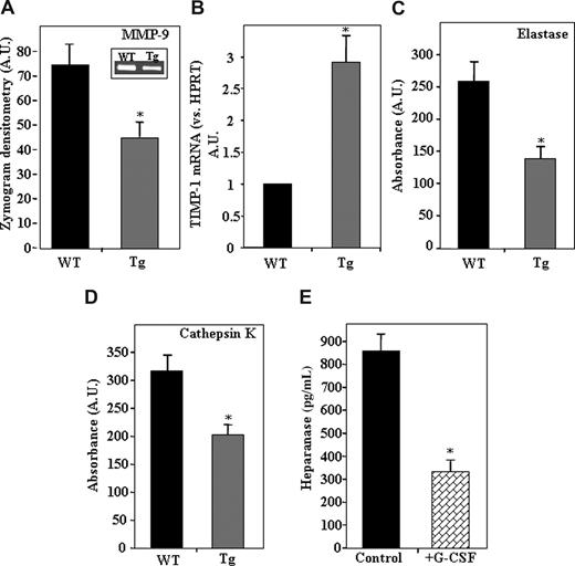 Figure 3. Decreased protease activity resulting from heparanase overexpression.(A) Average levels of MMP-9 activity in the BM supernatant of WT (control) and hpa-Tg mice. Inset shows a representative gelatin zymography experiment. Data are means plus or minus SE; n = 6 samples. (B) mRNA levels of TIMP-1 in BM cells from WT or hpa-Tg mice. Data are means plus or minus SE; n = 3. (C) Levels of elastase activity in the BM supernatant of WT and hpa-Tg mice. Average absorbance (arbitrary units) is shown. Data are means plus or minus SE; n = 6 samples. (D) Levels of cathepsin K activity in the BM supernatant of WT and hpa-Tg mice. Average absorbance (arbitrary units) is shown. Data are means plus or minus SE; n = 12 samples. (E) Heparanase levels in BM supernatant of mice treated with G-CSF (compared with control nontreated mice), determined by ELISA. Data are means plus or minus SE; n = 3 mice (*P < .05).