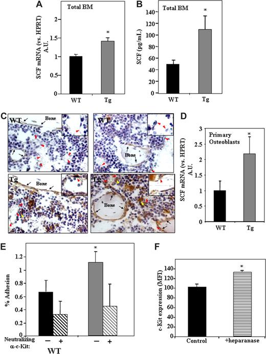 Figure 4. Increased levels of SCF in the BM of hpa-Tg mice stimulate adhesion of primitive cells to osteoblasts.(A) SCF mRNA levels in BM cells from WT or hpa-Tg mice, detected by real-time RT-PCR. Data are means plus or minus SE; n = 9 samples. (B) SCF levels in the BM of WT or hpa-Tg mice, detected by ELISA. Data are means plus or minus SE; n = 5 samples. (C) SCF staining (brown) of femoral bone from WT or hpa-Tg mice. Inset shows enlargement of sinusoidal endothelial region. Black arrows point at bone lining osteoblasts. Red arrowheads point at endothelial cells. Yellow arrowheads point at cells that highly express SCF and are in close proximity to sinusoids. Micrographs were acquired by staining with goat anti–mouse stem cell factor (R&D systems) and processed as in Figure 1C, except with a 40×/Plan-Apo objective. (D) mRNA levels of SCF in primary osteoblasts derived from WT or hpa-Tg mice. Data are means plus or minus SE; n = 4 experiments. (E) Percentage adhesion to primary osteoblasts of BM MNC Sca-1+/c-Kit+/Lin− cells derived from hpa-Tg compared with control (WT) mice. In some experiments, leukocytes were pretreated with neutralizing anti-c-Kit antibodies before adhesion. Data are means plus or minus SE; n ≥ 4 experiments. (F) c-Kit receptor expression in the primitive c-Kit+/Lin− cells following exogenous in vitro treatment with heparanase. Data are means plus or minus SE; n = 3 experiments (*P < .05).