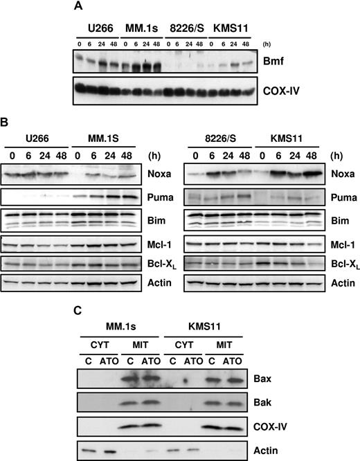Figure 3. Up-regulation of Bmf, Noxa, and Puma and down-regulation of Mcl-1 and Bcl-XL by ATO. U266, MM.1s, 8226/S, and KMS11 were treated for 6, 24, and 48 hours with 2 μM ATO. (A) Mitochondrial-rich fractions were obtained and Bmf expression was determined by Western blot. Membranes were reprobed with rabbit anti–COX IV polyclonal antibody to determine loading. (B) Western blot analysis of total protein lysates from ATO-treated cells. Membranes were probed with specific antibodies for Noxa, Puma, Bim, Mcl-1, Bcl-XL, and actin. (C) Cytosolic and heavy membrane fractions were obtained for untreated and 24-hour ATO-treated MM.1s and KMS11 cells as indicated in “Subcellular fractionation.” Actin and COX IV were used as indicators of fraction purity.