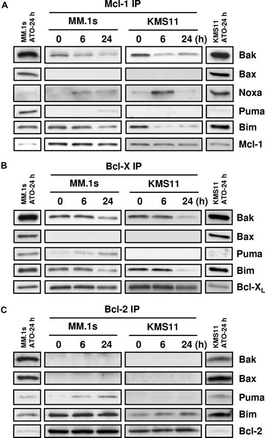 Figure 4. Coimmunoprecipitation of proapoptotic proteins with Mcl-1, Bcl-XL, and Bcl-2. MM.1s and KMS11 cell lines were treated with 2 μM ATO for 0, 6, and 24 hours. Protein lysates were prepared using 2% CHAPS buffer. (A) Mcl-1, (B) Bcl-XL, and (C) Bcl-2 proteins were immunoprecipitated with mAbs. Coimmunoprecipitated proteins were detected by Western blot using specific antibodies for Bak, Bax, Noxa, Bim, Puma, Mcl-1, Bcl-XL, and Bcl-2. The separated bands on each end of the panels represent the input for the IP. This lane contains 10% of the input, however only 60% of the immunoprecipitated protein was loaded in the gel. All bands represented are from the same experiment and same exposure of film.