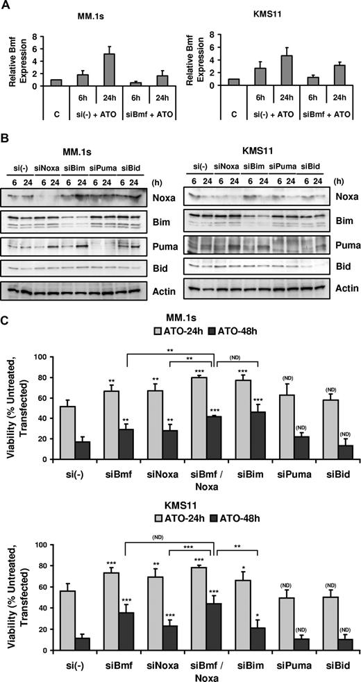 Figure 5. BH3-only proteins Bmf, Noxa, and Bim silencing protected cells from ATO-induced apoptosis. MM.1s and KMS11 cell lines were electroporated with siBmf, siNoxa, siBim, siPuma, and siBid (SmartPool; DHARMACON RNA Technologies). Nontargeting siRNA (si(-)) pool was used as a negative control. After 16 hours, cells were treated with 2 μM ATO for 6 and 24 hours for real-time PCR or Western blot analysis and for 24 and 48 hours for ATO-induced apoptosis analysis. (A) Total RNA was obtained for si(-) control and siBmf samples treated with ATO. Real-time PCR was used to determine Bmf transcript expression. Bmf relative expression refers to Bmf transcript expression relative to GAPDH transcript expression. (B) Protein lysates were obtained for si(-) control–, siNoxa-, siBim-, siPuma-, and siBid-transfected cells and silencing was determined by Western blot at 6 and 24 hours after ATO treatment. (C) siRNA electroporated cells were treated with 2 μM ATO for 24 and 48 hours. Viability was evaluated by annexin-V–FITC/PI staining. Percentage (%) of control (untreated, transfected) viability was plotted versus time (hours). The data are presented as the means (± SD) of 4 and 5 independent experiments for MM.1s and KMS11, respectively. t test was used to compare differences among samples, si(-), and experimental combinations unless otherwise indicated, with confidence intervals of 95%. ND indicates no difference; *P < .05; **P < .01; ***P < .001.