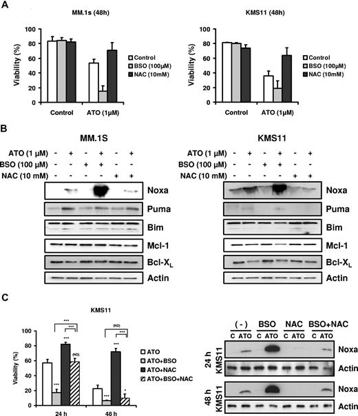 Figure 7. BSO sensitized cells to ATO and enhanced up-regulation of the BH3-only protein Noxa. (A) MM.1s and KMS11 cells were treated with 1 μM ATO as a single agent or in combination with BSO (100 μM) or NAC (10 mM) for 48 hours. Viability was evaluated by annexin-V–FITC/PI staining. Data are presented as means (± SD) of 3 independent experiments. (B) MM.1s and KMS11 cells were treated for 24 hours. Protein expression was determined by Western blot. Membranes were reprobed with specific antibodies for Noxa, Puma, Bim, Mcl-1, Bcl-XL, and actin. (C) KMS11 cells were treated with 2 μM ATO as a single agent or in combination with BSO and/or NAC for 24 and 48 hours. Viability was evaluated by annexin-V–FITC/PI staining. Data are presented as means (± SD) of 4 independent experiments. Noxa expression was determined by Western blot. t test was used to compare differences among samples, ATO, and experimental combinations unless otherwise indicated, with confidence intervals of 95%. ND indicates no difference; *P < .05; **P < .01; ***P < .001.