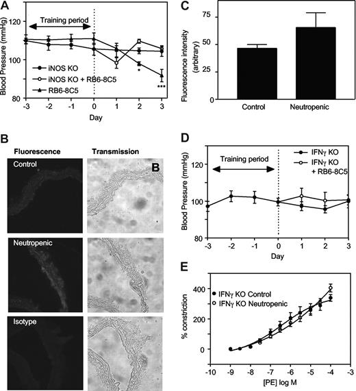 Figure 2. iNOS- or IFNγ-deficient mice are resistant to the hypotensive effects of neutropenia. (A) iNOS knockout mice are resistant to the hypotensive effects of neutrophil depletion. Blood pressure measurements were carried out in iNOS−/− C57BL/6 mice with/without administration of RB6-8C5 (n ≥ 3, mean ± SEM). Controls are age- and sex-matched wild-type C57Bl/6. (B) Induction of iNOS during neutropenia in wild-type mice. Thoracic aortic sections from control and neutropenic wild-type mice (day 3) were sectioned and stained for iNOS. Representative sections are shown for each condition. (C) Pixel intensity was determined after fluorescence staining of aortic sections (n = 3 separate aortae, with 25 determinations per aorta). (D) IFNγ knockout mice are resistant to the hypotensive effects of neutrophil depletion. Blood pressure measurements in IFNγ−/− Balb/C mice with/without administration of RB6-8C5 (n ≥ 6, mean ± SEM). (E) IFNγ−/− mice do not show decreased PE constriction following RB6-8C5 administration. PE-induced constriction responses in thoracic aortae from control IFNγ−/− mice and IFNγ−/− mice depleted of neutrophils for 3 days (n ≥ 6, mean ± SEM). Aortic ring functional responses were determined.