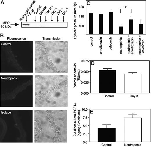 Figure 4. Neutrophil depletion by RB6-8C5 does not cause vascular MPO release into plasma, nor elevated plasma LPS, but neutropenic mice generate more prostacyclin in vivo. (A) Free MPO is not detected in plasma from neutropenic mice. Plasma from control and neutropenic mice (1 day after injection), or isolated leukocytes from healthy mice, were probed for MPO with rabbit polyclonal anti-MPO antibody (Calbiochem, San Diego, CA; 1:1000) and visualized using ECL (Amersham) followed by a horseradish peroxidase–conjugated antirabbit secondary antibody (1:20 000). (B) MPO immunostaining is not detected during neutropenia. Aortic sections from control and neutropenic mice (day 1) were sectioned and immunostained for MPO. Representative sections are shown for each condition. (C) Hypotensive response to neutropenia is inhibited by antibiotic but not celecoxib. Mice were administered celecoxib (400 mg/kg/day) or enrofloxacin (0.4 g/L drinking water) for 3 days prior to induction of neutropenia, with blood pressure determined using tail-cuff pletysmography at day 3 (n = 5, mean ± SEM, P < .05, Student t test). (D) Plasma endotoxin is unchanged in neutropenic mice. Plasma endotoxin was measured in control and neutropenic mice using the LAL assay. (E) Neutropenic mice generate more prostacyclin in vivo. The prostacyclin metabolite 2,3-dinor-6-keto prostaglandin F1α was quantified in mouse urine collected over a 24-hour period from control and neutropenic (days 2-3) using a sensitive and specific GC/MS technique (n ≥ 3, mean ± SEM). *P < .05 versus control using one-tailed Student t test.