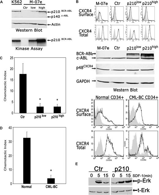 Figure 1. BCR-ABL1 profoundly inhibits chemotactic responses to SDF-1 and alters SDF-1–induced signal transduction while not decreasing the expression levels of the CXCR4 receptor. (A) A total of 3 polyclonal M-07e cell populations, one control (Ctr; transfected with empty vector) and 2 expressing different amounts of p210–BCR-ABL1, were generated through infection with retroviral vectors (Document S1). Western blotting and kinase assays showed an approximately 5-fold difference in BCR-ABL1 protein and function, respectively, between a high p210 BCR-ABL and low p210 BCR-ABL cell population. Total-cell lysate from M-07e-control vector cells was used as negative control; lysates from K562 cells were used as positive control. (B) CXCR4 surface and total cellular expression in control and BCR-ABL1+ M-07e cells were evaluated by FACS (top panel; Document S1). The expression levels of p210 BCR-ABL in these cells were determined by Western blot using c-ABL antibody. The blot was stripped and reprobed with an anti-CXCR4 antibody and then with an anti-GAPDH antibody. CXCR4 membrane and CXCR4 total cellular expression was determined by FACS in normal CD34+ cells obtained from healthy individuals and BCR-ABL+ CD34+ cells from patients with CML in blast crisis (bottom panel). The result shown is representative of 3 independent experiments with 3 different cell donors. The percentage of CXCR4 surface-positive cells was 30.2% plus or minus 7.6% and 27.1% plus or minus 18.9%, and the percentage of CXCR4 total-positive cells was 65.4% plus or minus 15.1% and 48.6% plus or minus 14.1% (mean ± SEM), in normal CD34+ cells and CML blast crisis CD34+ cells, respectively. (C) Chemotaxis assays in SDF-1–stimulated control M-07e and BCR-ABL1+ M-07e cells (Document S1). Values in chemotaxis assays are means plus or minus SEM (n = 4). (D) Chemotaxis assay in SDF-1–stimulated normal CD34+ cells and CML blast crisis CD34+ cells. Values in chemotaxis assays are means plus or minus SEM (n = 3); *P < .05. (E) Time course of Erk activation after SDF-1 stimulation (100 ng/mL for 5 and 10 minutes) in M-07e cells transfected with control (Ctr) or p210-BCR-ABL (p210) vector was measured by phosphor-Erk (p-Erk) Western blotting (top). The membrane was stripped and reprobed with anti–total Erk (t-Erk; bottom).