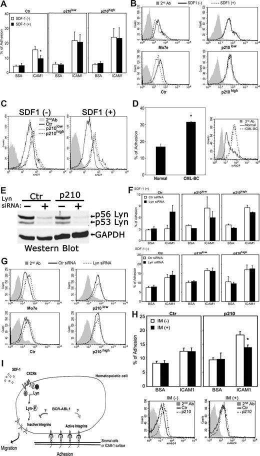 Figure 2. BCR-ABL1 alters adhesive responses to SDF-1 through a LFA-1 integrin-mediated mechanism. (A) Attachment of SDF-1–stimulated or –unstimulated M-07e cells to surfaces coated with ICAM-1 or BSA (control) after transfection with p210BCR-ABL1 or control vector (Document S1). See Figure 1A for the BCR-ABL1 Western blot. Values are means plus or minus SEM (n = 4); *P < .05. (B) FACS analysis of β2 integrin-activation epitope expression in control and BCR-ABL1–transfected M-07e cells stimulated with SDF-1. Cells were stained with anti-human integrin monoclonal antibody 24 (which recognizes a conformationally dependent high-affinity epitope on β2 integrins), followed by secondary antibodies and FACS analysis (Document S1). (C) FACS analysis showing increased expression of β2 integrin-activation epitope 24 in BCR-ABL+ M-07e cells compared with BCR-ABL− M-07e cells. (D) Adhesion of primary human CML blast crisis CD34+ cells or normal CD34+ cells to stromal marrow cells obtained from a healthy individual. FACS analysis shows the expression level of the β2 integrin-activation epitope. Cells were stained with anti–human integrin monoclonal antibody 24, followed by secondary antibodies and FACS analysis. Values in adhesion assays are means plus or minus SEM (n = 3); *P < .05. (E) The expression levels of Lyn in control and BCR-ABL+ M-07e cells were determined by Western blotting 48 hours after nucleoporation with Lyn siRNA or control siRNA (Document S1). The blot was stripped and reprobed with an anti-GAPDH antibody. (F) Attachment of SDF-1–stimulated or –unstimulated BCR-ABL+ or control M-07e cells to surfaces coated with ICAM-1 or BSA (control) at 48 hours after transfection with Lyn siRNA or control siRNA. Values in adhesion assays are means plus or minus SEM (n = 3). (G) FACS analysis of β2 integrin-activation epitope 24 expression in SDF-1–stimulated BCR-ABL+ or control M-07e cells at 48 hours after nucleoporation with Lyn siRNA or control siRNA. We were unable to use primary blasts in these experiments because of apoptosis. As we previously showed, Lyn siRNA–treated BCR-ABL1+ primary blasts underwent apoptosis, whereas the same treatment inhibited the growth of several BCR-ABL1+ cell lines; however, they remained viable.8 (H) Effect of imatinib (IM) on the BCR-ABL1 kinase-dependent LFA-1 activity was measured by both adhesion assay and FACS analysis. M-07e cells transfected with control (Ctr) or p210-BCR-ABL (p210) were treated with or without IM (1 μM) for 16 to 18 hours; we then measured either attachment to surfaces coated with ICAM-1 and BSA (control) or β2 integrin-activation epitope 24 expression by FACS analysis. Values in adhesion assays are means plus or minus SEM (n = 3); *P < .05. (I) We propose that BCR-ABL1 alters SDF-1–mediated cell adhesion and movement via constitutively activating LFA-1 and inhibiting SDF-1–induced inside-out signaling involving CXCR4 and Lyn.