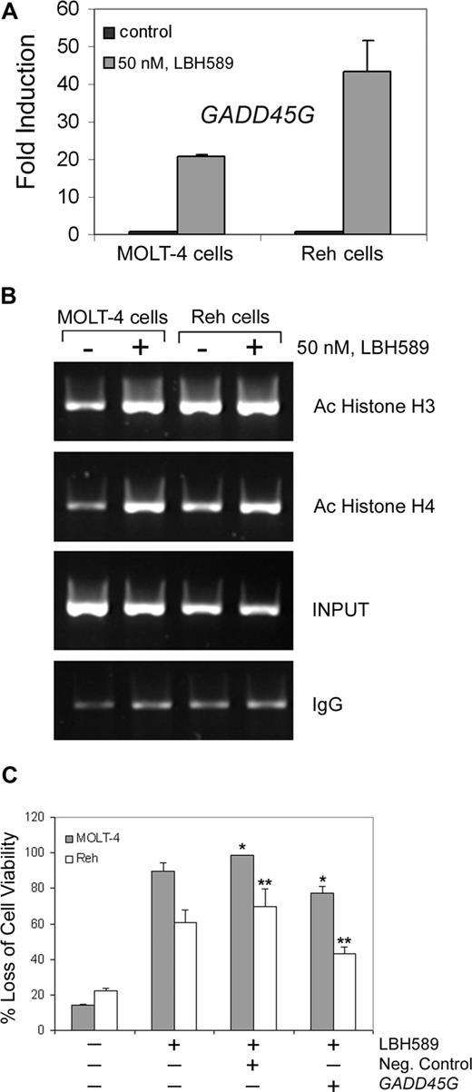 Figure 5. LBH589 induces expression of GADD45G mRNA and enhances acetylation of histones at the GADD45G promoter in MOLT-4 and Reh cells. (A) Following treatment with 50 nM LBH589 for 24 hours, TaqMan real-time PCR was performed on MOLT-4 and Reh cells. The mRNA levels were normalized to levels of β-actin mRNA. Results summarized in the bar graphs are representative of 3 independent experiments plus the standard deviation. (B) Following treatment with 50 nM LBH589 for 24 hours, ChIP assay was performed on MOLT-4 and Reh cells. DNAs purified from the sheared cross-linked chromatin lacking primary antibody (INPUT) and immunoprecipitated with anti–acetyl-histone H3 or anti–acetyl-histone H4 antibodies were used as PCR templates to amplify the GADD45G promoter regions from −567 to +6. Results are representative of 3 independent experiments. (C) Cells were transfected with Cy3-labeled GADD45G siRNA or negative control siRNA, and 24 hours later Cy3-positive cells were sorted and treated with 50 nM LBH589. At 48 hours after treatment, the percentage of nonviable cells was determined by annexin V/PI staining and flow cytometry. Values represented as bar graphs are the means of 3 independent experiments plus the standard deviation. Asterisks indicate statistical significance (P < .05).