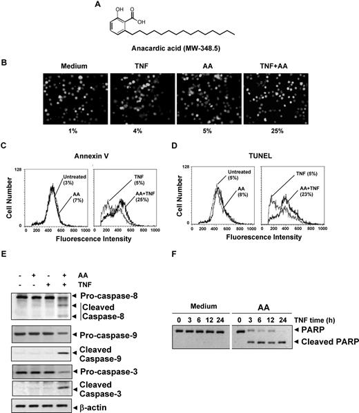 Figure 1. Anacardic acid potentiates apoptosis induced by TNF and chemotherapeutic agents. (A) Structure of anacardic acid (AA). (B) Anacardic acid potentiates TNF-induced apoptosis. KBM-5 cells were pretreated with 25 μmol/L anacardic acid for 4 hours and then incubated with 1 nmol/L TNF for 16 hours. The cells were stained with the Live/Dead assay reagent for 30 minutes and then analyzed under a fluorescence microscope. The results shown are representative of 3 independent experiments. (C) Cells were pretreated with 25 μmol/L anacardic acid for 4 hours and then incubated with 1 nmol/L TNF for 16 hours. Cells were incubated with an anti–annexin V antibody conjugated with FITC and then analyzed by flow cytometry for early apoptotic effects. (D) Cells were pretreated with 25 μmol/L anacardic acid for 4 hours and then incubated with 1 nmol/L TNF for 16 hours. Cells were fixed, stained with TUNEL assay reagent, and then analyzed by flow cytometry for apoptotic effects. (E) KBM-5 cells were incubated with 25 μmol/L anacardic acid for 4 hours and then treated with 1 nmol/L TNF for 24 hours. Whole-cell extracts were prepared and analyzed by Western blotting using the indicated antibodies. (F) Cells were pretreated with 25 μmol/L anacardic acid for 4 hours and then incubated with 1 nmol/L TNF for the indicated times. Whole-cell extracts were prepared and subjected to Western blot analysis using an anti-PARP antibody.