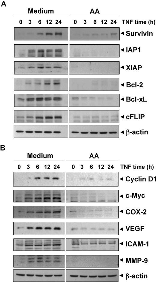 Figure 2. Anacardic acid represses TNF-induced NF-κB–dependent expression of antiapoptosis-, proliferation-, and metastasis-related gene products. (A) Antiapoptotic proteins. (B) Proliferative and metastatic proteins. KBM-5 cells were incubated with 25 μmol/L anacardic acid for 4 hours and then treated with 1 nmol/L TNF for the indicated times. Whole-cell extracts were prepared and subjected to Western blot analysis using the relevant antibodies.
