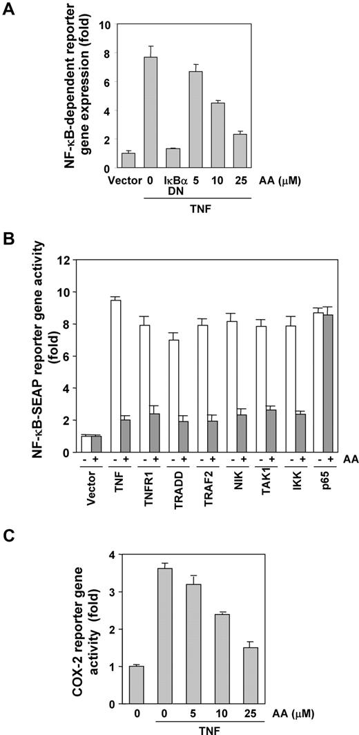 Figure 5. Anacardic acid represses NF-κB–dependent reporter gene expression induced by TNF and various plasmids. (A) Anacardic acid inhibits the NF-κB–dependent reporter gene expression induced by TNF. A293 cells were transiently transfected with a NF-κB–containing plasmid for 24 hours. After transfection, the cells were incubated with the indicated concentrations of anacardic acid for 4 hours and then treated with 1 nmol/L TNF for an additional 24 hours. The supernatants of the culture media were assayed for SEAP activity. Data are presented as mean (± SD). (B) Anacardic acid inhibits the NF-κB–dependent reporter gene expression induced by TNF, TNFR1, TRADD, TRAF2, NIK, IKK, p65, and TAK1/TAB1. Cells were transiently transfected with a NF-κB–containing plasmid alone or with the indicated plasmids. After transfection, cells were incubated with 25 μmol/L anacardic acid for 4 hours and then incubated with the relevant plasmid for an additional 24 hours. TNF-treated cells were incubated with 25 μmol/L anacardic acid for 4 hours and then treated with 1 nmol/L TNF for an additional 24 hours. The supernatants of the culture media were assayed for SEAP activity. Data are presented as mean (± SD). (C) Anacardic acid inhibits the COX-2 promoter activity induced by TNF. Cells were transiently transfected with a COX-2 promoter linked to the luciferase reporter gene plasmid for 24 hours and treated with the indicated concentrations of anacardic acid for 4 hours. Cells were then treated with 1 nmol/L TNF for an additional 24 hours, lysed, and subjected to a luciferase assay. Data are presented as mean (± SD).