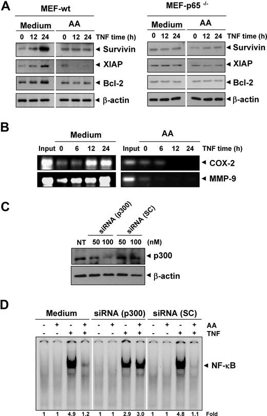 Figure 6. Down-regulation of p300 HAT abrogates the effect of anacardic acid. (A) TNF regulates antiapoptotic gene expression. The wild-type and p65−/− MEF cells were pretreated with 25 μmol/L anacardic acid for 4 hours and then incubated with 1 nmol/L TNF for the indicated times. Whole-cell extracts were prepared and subjected to Western blot analysis using the relevant antibodies. (B) Anacardic acid inhibits binding of NF-κB to the COX-2 and MMP-9 promoter. KBM-5 cells were pretreated with 25 μmol/L anacardic acid for 4 hours and treated with 1 nmol/L TNF for the indicated times, and the proteins were cross-linked with DNA by formaldehyde and then subjected to chromatin immunoprecipitation (ChIP) assay using an anti-p65 antibody with the COX-2 and MMP-9 primers. Reaction products were resolved by electrophoresis. (C) Down-regulation of p300 by RNA interference reverses the effect of anacardic acid. A293 cells were transfected with indicated concentration of p300 siRNA or scrambled (SC) control. After 48 hours, cells were harvested, and whole-cell extracts were prepared and analyzed by Western blotting with an anti-p300 antibody. (D) Transfected cells were preincubated with 25 μmol/L anacardic acid for 4 hours and then treated with 0.1 nmol/L TNF for 30 minutes. The nuclear extracts were prepared and assayed for NF-κB activation by EMSA.
