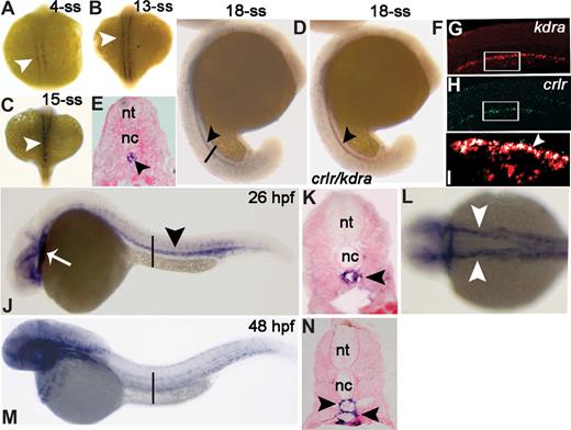 Figure 1. Zebrafish crlr is expressed in somites, endothelial cells, and their precursors. Crlr expression was analyzed in zebrafish embryos by ISH at the indicated developmental stages. Embryos are anterior to the left and lateral to the top, except in panels A-C and L that represent dorsal views. (E,K,N) The transverse sections through the trunk are highlighted as vertical black bars in panels D, J, and M, respectively. At 4-ss (A) and 13-ss (B) crlr is expressed within the somites (white arrowheads). At 15-ss, white arrowhead points to crlr expression along a midline through the trunk (C). At 18-ss (D,E) crlr is expressed in the midline under the notochord (black arrowhead). At this stage, double ISH (F) shows the expression of crlr (blue) by kdra+ angioblasts (red). Confocal laser microscopy shows a detail of the tail region of 18-ss embryo after double fluorescence ISH for kdra (red in panel G) and crlr (green in panel H); the area in white boxes are merged in panel I, where white arrowheads point to the layer of crlr+/kdra+ DA angioblasts close to the notochord (merged signal in white). (J) At 26 hpf, crlr is expressed by blood vessels of the head, in the heart tube (white arrow), and in DA of the trunk (black arrowhead). (K) Cross-section of a 26-hpf embryo, confirming crlr expression in DA (black arrowhead). At this stage, crlr is expressed also by the right- and left-lateral DA (panel L; white arrowheads). At 48 hpf, lateral view (M) and cross-section (N, black arrowheads) demonstrate crlr expression in both DA and PCV.