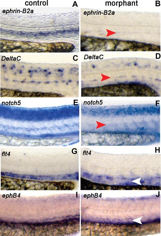 Figure 4. Crlr knockdown affects arterial gene expression. Std-MO–injected embryos (control) and crlr-MO1–injected embryos (morphant) were analyzed at 26 hpf for the expression of the indicated arterial and venous markers by ISH. Lateral view of the trunk region is shown (DA, red arrowheads; PCV, white arrowheads). Crlr morphants were characterized by lack of expression of ephrin-B2a (panel B; 13 of 17 embryos examined), DeltaC (panel D; 13 of 19 embryos examined), and notch5 (panel F; 10 of 13 embryos examined). In contrast, venous markers flt4 (H) and ephB4 (J) were expressed in 7 of 10 and in 11 of 12 crlr morphants, respectively. Arterial and venous markers were instead expressed in all the control embryos examined (ranging between 10 and 16 embryos per gene investigated).