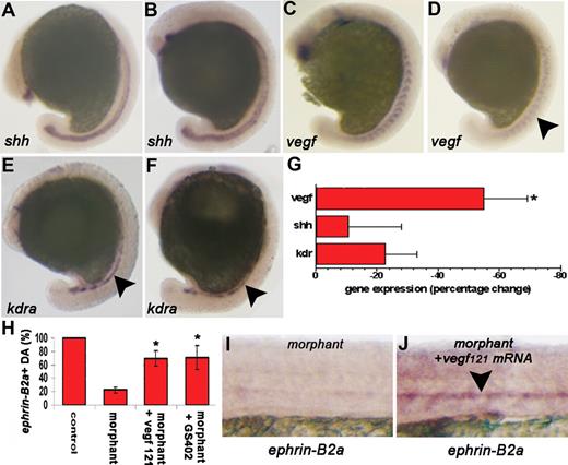 Figure 5. Crlr acts upstream of vegf in modulating arterial differentiation in zebrafish. Std-MO–injected embryos (A,C,E) and crlr-MO1–injected embryos (B,D,F) were analyzed at 15-ss for shh, vegf, and kdra expression by ISH (panels A-F; embryos are anterior to the left and lateral to the top). No changes in shh notochord expression (panel B; n = 15) and in endothelial progenitor kdra expression (panel F; n = 13) were observed in crlr morphants when compared with controls (A,E). Note the proper expression and localization of the kdra staining in crlr morphant embryos (black arrowhead in panel F) when compared with control embryos (black arrowhead in panel E). In contrast, somitic vegf expression was reduced in 20 of 32 morphants examined (panel D; black arrowhead). No changes in gene expression were instead observed in control std-MO–injected embryos when compared with uninjected embryos (n = 25, data not shown). (G) Total RNA was extracted at 15-ss from 40 embryos per group, and shh, vegf, and kdra expression were evaluated by real-time RT-PCR. Data in triplicate were normalized for zebrafish β-actin expression and represent the percentage change in morphant embryos relative to controls. Similar results were obtained in 4 independent experiments (*P < .05 vs controls; Student t test). (H) ephrin-B2a expression was assessed at 26 hpf in the DA of the trunk of GFP mRNA–injected control embryos (n = 30), crlr morphants (n = 25), vegf121 mRNA–injected crlr morphants (n = 25), and GS402-treated crlr morphants (n = 25) and data were expressed as percentage of positive embryos. The results are the mean plus or minus SD of 3 independent experiments (*P < .05 vs crlr morphants, Student t test). (I,J) representative images of the trunk of crlr morphant (I) and vegf121 mRNA-injected crlr morphant (J) embryos showing the ability of vegf overexpression to rescue ephrin-B2a expression in the DA of crlr morphants (black arrowhead).