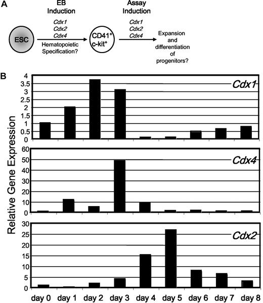 Figure 1. Endogenous Cdx gene expression in differentiating EBs. (A) A schematic representation of the questions under study: can Cdx genes affect either the specification of hematopoietic progenitors (ie, induction of Cdx gene expression during EB differentiation) and/or the expansion and differentiation of hematopoietic progenitors (ie, induction after plating purified progenitors in OP9 and m3434 assays)? (B) Quantitative RT-PCR analysis of endogenous Cdx1, Cdx2, and Cdx4 gene expression in differentiating AinV15 EBs from day 0 through day 8. Expression is presented relative to expression level of each gene in undifferentiated ESC, after normalization to the housekeeping gene β-actin. Shown is a representative example of several independent experiments in multiple distinct ESC lines (AinV15 and CCE).