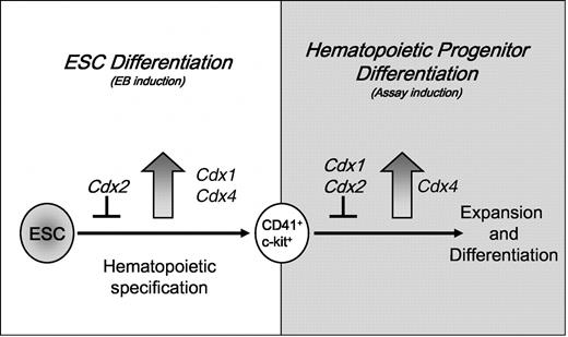 Figure 7. Summary model of the differential effects of Cdx genes on ESC-derived hematopoiesis. Our data support a model in which Cdx genes differentially affect both the formation (ie, induction of Cdx gene expression during EB differentiation) and the hematopoietic activity (ie, induction of Cdx genes expression in purified CD41+c-kit+ hematopoietic progenitors) of already specified hematopoietic progenitor cells. Cdx1 and Cdx4 both promote the specification of hematopoietic progenitors, whereas Cdx2 inhibits this process. However, only Cdx4 can enhance the expansion/differentiation of hematopoietic progenitors; Cdx1 and Cdx2 both suppress these functions.