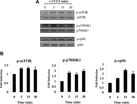 Figure 2. CCL5-dependent phosphorlyation of mTOR, p70 S6K1, and ribosomal protein S6 in T cells. Activated PB T cells were either left untreated or treated with 10 nM CCL5 for the indicated times. Cells were harvested and lysates resolved by SDS-PAGE and immunoblotted with (A) anti–phospho-mTOR (Ser 2448) antibody, anti–phospho-p70 S6 kinase (Thr 389) antibody, or anti–phospho-rpS6 (Ser 235/236) antibody. Membranes were stripped and reprobed for the appropriate loading controls. (B) The relative fold increase in phosphorylation is shown as signal intensity over loading control. Data are representative of 2 independent experiments plus or minus SD.