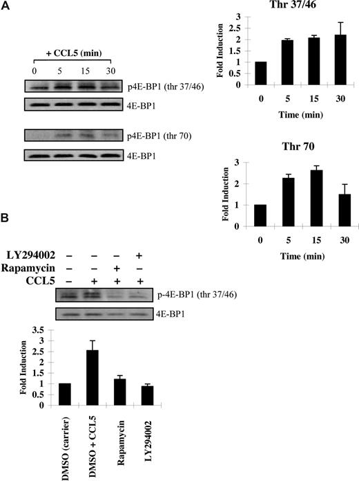 Figure 3. CCL5 phosphorylates the 4E-BP1 repressor of mRNA translation through PI-3′ kinase and mTOR. (A) Activated PB T cells were either left untreated or treated with 10 nM CCL5 for the indicated times. Cells were harvested and lysates resolved by SDS-PAGE and immunoblotted with anti–phospho-4E-BP1 (Thr 37/46) antibody or anti–phospho-4E-BP1 (Thr 70) antibody. Membranes were stripped and reprobed for 4E-BP1 as a loading control. The relative fold increase of 4E-BP1 phosphorylation is shown as signal intensity over loading control to the right of each blot. (B) Activated PB T cells were pretreated with either DMSO (carrier), 20 μM LY294002, or 50 nM rapamycin for 1 hour prior to 15-minute treatment with 10 nM CCL5. Cells were harvested and lysates resolved by SDS-PAGE and immunoblotted with anti–phospho-4E-BP1 (Thr 37/46) antibody. Membranes were stripped and reprobed for 4E-BP1 as a loading control. The relative fold increase of 4E-BP1 phosphorylation is shown as signal intensity over loading control. Data are representative of 2 independent experiments plus or minus SD.