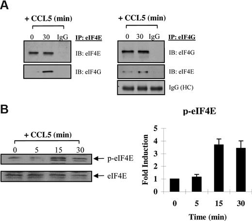 Figure 5. CCL5 induces formation of the eIF4F initiation complex. (A) Activated PB T cells were either left untreated or treated with 10 nM CCL5 for 30 minutes, lysed, and immunoprecipitated with either anti-eIF4E or anti-eIF4G antibodies. Samples were resolved by SDS-PAGE and immunoblotted with anti-eIF4E and anti-eIF4G antibody. Whole molecule mouse or rabbit IgG was used as control. (B) Cells were either left untreated or treated with 10 nM CCL5 for the indicated times; then lysates were resolved by SDS-PAGE and immunoblotted with anti–phospho-eIF4E (Ser 209) antibody. Membranes were stripped and reprobed for eIF4E as a loading control. Data are representative of 2 independent experiments plus or minus SD. Values denoting the extent of phosphorylation are shown in the right-hand panel.