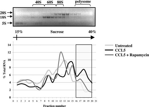 Figure 6. CCL5-inducible protein translation enhances mRNA association with polyribosomes. PB T cells were pretreated with either DMSO (carrier) or 50 nM rapamycin for 1 hour, followed by 10 nM CCL5 for 1 hour. Cells were harvested and lysed, and lysates were layered onto a sucrose gradient. Fractions were collected after centrifugation, and RNAs were extracted and quantified at optical density (OD) 254 nm. A representative gel profile of fractions from untreated cells is shown to visualize the distribution of 5S, 18S, and 28S rRNAs as an indicator of the polyribosome integrity (top panel). OD readings for each fraction were plotted as a percentage of the total RNA of all fractions and are shown as a function of gradient depth (bottom panel). Actively translated mRNA is associated with high-molecular-weight polysomes deep in the gradient (shaded region). Data are representative of 2 independent experiments.