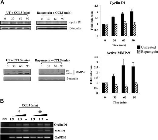 Figure 7. CCL5-inducible up-regulation of cyclin D1 and MMP-9 protein levels is dependent on mTOR-mediated mRNA translation. (A) Activated PB T cells were either pretreated with DMSO (carrier) or 50 nM rapamycin for 1 hour prior to treatment with 10 nM CCL5 for the indicated times. Cells were harvested and lysates resolved by SDS-PAGE and immunoblotted with anti–cyclin D1 or anti–MMP-9 antibody. Membranes were stripped and reprobed for β-tubulin as loading control. The relative fold increase of cyclin D1 protein level is shown as signal intensity over loading control. Data are representative of 3 independent experiments plus or minus SD. (B) T cells were either left untreated or treated with 10 nM CCL5 for 1 hour and the mRNAs extracted. Semiquantitative RT-PCRs were performed using primer sets specific for cyclin D1, MMP-9, and GAPDH, as described in “Methods.” Data are representative of 2 independent experiments.