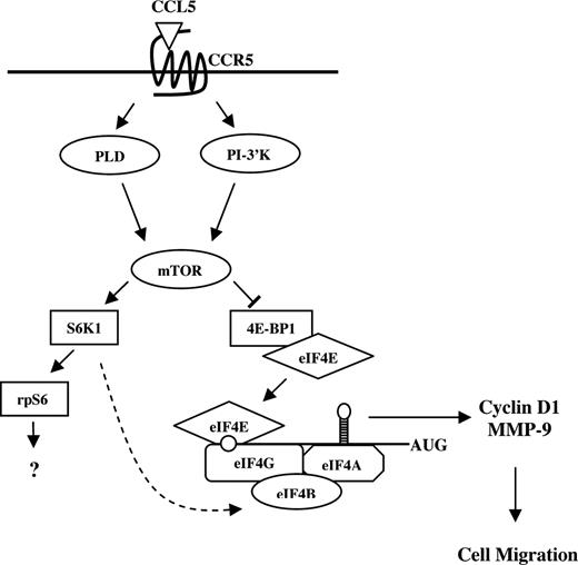 Figure 8. Possible model for CCL5-mediated mRNA translation in CD4+ T cells. CCL5 activates the mTOR pathway and subsequent phosphorylation of p70 S6K1 and 4E-BP1. Hyperphosphorylation of 4E-BP1 leads to its release from eIF4E where it binds to eIF4G to form the eIF4F initiation complex. Through eIF4E, eIF4F binds to the mRNA 5′-cap structure and facilitates ribosome binding and unwinding secondary structure in the 5′-UTR. Translation initiation leads to a rapid up-regulation of cyclin D1 and MMP-9 protein levels to “prime” T cells for directed cell migration. S6K1 has been shown to phosphorylate eIF4B (RNA-binding protein that enhances activity of the eIF4A helicase) in response to insulin ().