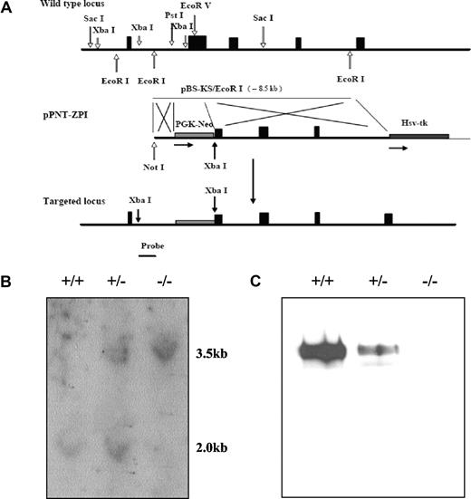 Figure 1. ZPI gene disruption in mice. (A) The targeting construct (middle) contains a PGK-Neo cassette that replaces DNA fragment between the Pst 1 site in intron A and the EcoRV site in exon 2, thereby removing the ZPI DNA that encodes the signal peptide and N-terminus of ZPI, and inducing a frame-shift mutation. An HSV-TK cassette was added at the 3′-end of the construct to permit negative selection. The targeting vector was linearized with Not 1 and introduced into 129/Sv-derived RW4 ES cells by electroporation and stable transfectants were selected using G418 and gancyclovir. The predicted product of homologous recombination is shown at the bottom. The position of the 673 bp hybridization probe used to detect successful gene targeting is also depicted. (B) Southern blot analysis. Genomic DNA prepared from tail biopsies was analyzed by restriction digestion with Xba1 and hybridization with the probe. (C) Western blot analysis of ZPI in mouse plasma. SDS-PAGE (10%) and Western blotting of mouse plasma (5 μL of a 1:10 dilution) with rabbit antihuman ZPI polyclonal antibodies.