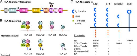 Figure 1. HLA-G mRNA, protein isoforms, and receptors. (A) This HLA-G primary transcript is homologous to that of classic HLA class I molecules but contains a stop codon in exon 6, shortly after the coding sequence for the transmembrane domain. (B) Alternative splicing of the primary transcript yields 7 protein isoforms: truncated isoforms are generated by excision of one or 2 exons encoding globular domains, whereas translation of intron 4 or intron 2 yields soluble isoforms that lack the transmembrane domain. (C) HLA-G is well known to act through binding of inhibitory receptors, such as immunoglobulin-like transcript 2 (ILT2), ILT4, and killer-cell immunoglobulin-like receptor, 2 domains, long cytoplasmic tail, 4 (KIR2DL4), that are differentially expressed by immune cells, but binding to CD8 has also been reported.88