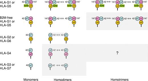 Figure 2. Homomultimeric structures of HLA-G. HLA-G molecules can form homomultimers through the generation of Cys42-Cys42 or Cys42-Cys147 disulphide bonds. Possible monomeric and multimeric structures are shown. Gray boxes indicate hypothetical structures that have not been reported: β2m-free HLA-G1 or HLA-G5 homotrimers, HLA-G4 homodimers and homotrimers, and HLA-G3 or HLA-G7 homodimers. HLA-G2 or HLA-G6 homodimers have been reported but their generation through Cys42-Cys42 disulphide bonds has not, although it is likely. HLA-G2 or HLA-G6 and HLA-G3 or HLA-G7 homotrimers do not seem to be possible as these isoforms lack Cys147 of α2 domain, and the structure of HLA-G4 homotrimers is open to speculation.