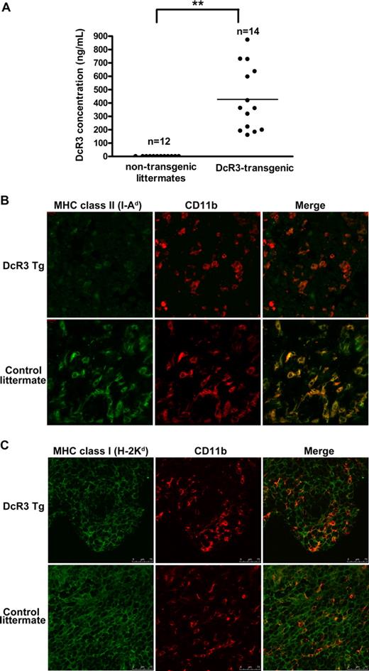 Figure 4. DcR3 down-regulates MHC-II expression in vivo. (A) Serum levels of DcR3 in DcR3-transgenic mice. The concentrations of DcR3 in the sera of DcR3-transgenic mice and controls were determined by ELISA. P value of the coupled differences, compared with controls, was determined using the Student t test: **P < .01. (B,C) Expression of MHC-I and MHC-II in TAMs from DcR3-transgenic mice. CT26 tumor masses were removed from DcR3-transgenic mice or nontransgenic littermates. The expression of I-Ad (B) and H-2Dd (C) by TAMs (ie, CD11b+ cells stained in red) was determined by confocal microscopy (magnification 10 × 63).