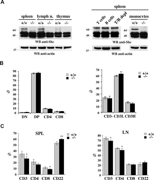 Figure 1. Normal lymphocyte development in 1-month-old p66Shc−/− mice. (A, left) Immunoblot analysis with anti-Shc antibodies of spleen, lymph nodes, and thymus postnuclear supernatants from untreated age-matched control (+/+) or p66Shc−/− (−/−) mice. (Right) Immunoblot with anti-Shc antibodies of postnuclear supernatants from splenocytes from wild-type mice purified by Immunomagnetic sorting with anti-panB, anti-panT or negatively sorted using anti-panB plus anti-panT antibody-conjugated magnetic beads, as well as from splenic monocytes purified by adherence. Control blots of the same filters with antiactin mAb are shown below. Representative experiments are shown (n ≥ 3). (B) Flow cytometric analysis of thymocytes from 6-week-old control (+/+) or p66Shc−/− (−/−) mice stained with anti-CD4/anti-CD8 and anti-CD3 fluorochrome-conjugated mAb. On the left, the histograms show the percentage (± SD) of double-negative (DN), double-positive (DP), or single-positive thymocytes for CD4 and CD8 expression. On the right the histogram shows the levels of CD3 expression: not expressed (CD3−) and with low (CD3L) or high (CD3H) expression. For each sample, fluorescence was analyzed on gated cells with forward and side light scatter properties of lymphocytes (n = 5). (C) Cells from spleen and lymph nodes of 6-week-old control (+/+) or p66Shc−/− (−/−) mice were stained with anti-CD3/anti-CD22 and anti-CD4/anti-CD8 fluorochrome-conjugated mAb and analyzed by flow cytometry. The histograms show the percentage (± SD) of single-positive cells in spleen (left) and lymph nodes (right) analyzed on gated lymphocyte populations (n = 5; *P < .05; **P < .01).