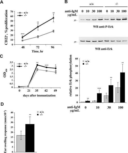 Figure 4. Enhanced lymphocyte responses in p66Shc−/− mice. (A) Increased proliferation of B cells from p66Shc−/− mice. Graph showing percentage (± SD) of proliferating splenocytes from control (+/+, gray line) or p66Shc−/− (−/−, black line) mice. Proliferation was analyzed by flow cytometry of CFSE-labeled cells after stimulation for 48, 72, and 96 hours with anti–mouse IgM antibodies (30 μg/mL). CFSE fluorescence was analyzed on gated CD22+ cells (n ≥ 3). (B, top) Enhanced BCR signaling in p66Shc−/− B cells. Immunoblot analysis, using a phosphospecific antibody, of Erk1/2 phosphorylation (5 minutes at 37°C) in postnuclear supernatants from splenocytes activated with the indicated concentrations of anti–mouse IgM antibodies (μg/mL). (Bottom) Quantitation by laser densitometry of the relative levels of Erk1/2 phosphorylation in splenocytes activated as described in panel B (top; n = 2, 2 mice/experiment). (C) Amplified response to tetanus toxoid immunization in p66Shc−/− mice. Serum samples from 6-month-old control (+/+, gray line) or p66Shc−/− (−/−, black line) mice immunized 4 times with 2 μg TT were collected after each immunization and anti–TT-specific antibodies were measured by ELISA. Representative data of 3 experiments (each carried out on a group of 3 mice) are shown. (D) Enhanced DTH reaction in p66Shc−/− mice. Control (+/+, gray) or p66Shc−/− (−/−, black) mice were sensitized with 3% TNCB and challenged 6 days later on one ear (TNCB 1%). Ear swelling was assessed 24 hours later and values are represented as mean of thickness of challenged ear − thickness of unchallenged ear plus or minus SD (n = 6) (*P < .05; **P < .01; ***P < .001).