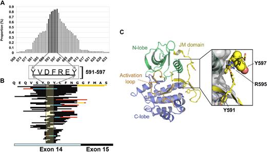 Figure 1. Region of duplication in FLT3/ITD. (A) Proportion of patients with involvement of specific aa residues in the duplicated region. Codons 591 to 597 are shown in darker bars, and specific aa residues in this region are shown in the center inset. (B) The region of duplication in all 77 patients are sorted by ITD length (longest to shortest) from top to bottom. The area of duplication of the major ITD peak is shown in dark highlighted area. In patients with additional ITDs, the duplicated region is shown in red with the area of overlap in blue. Codons 591 to 597 are shown in shaded box. (C) FLT3 structure showing the location of the JM domain and Y597. Ribbon representation of the crystal structure of FLT3 previously solved by Griffith et al.14 The kinase domain N-lobe is colored green and the C-lobe, blue. The activation loop is colored orange and the JM domain, yellow. Tyrosines 597, 591, and 589 are shown in stick format. The exploded view shows the molecular surface of the kinase domain and JM domain side-chain residues Y591 to Y597. Tyrosine 597 is depicted with space-filling spheres. This figure was made using the program Pymol (www.pymol.org).