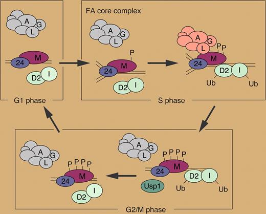 Model for the role of FANCM in regulating the FA pathway. See the complete figure in the article beginning on page 5215.