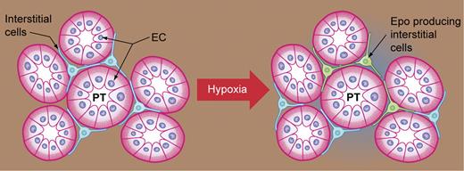Hypoxia has been found to increase the number of Epo-expressing cells. Peritubular interstitial cells (blue), with long projections between the proximal tubules (PT) formed by epithelial cells (EC), are induced to express Epo (green) by hypoxia or anemic stress. Illustration by Kenneth Probst.