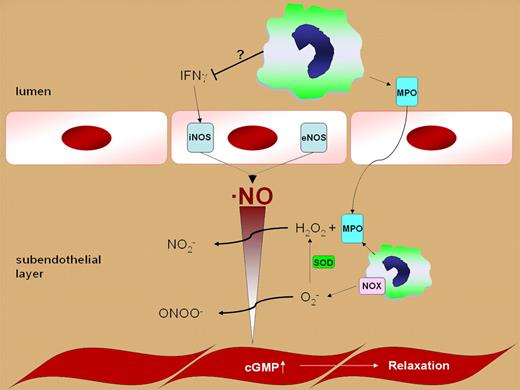 Regulation of vascular NO homeostasis by polymorphonuclear neutrophils.