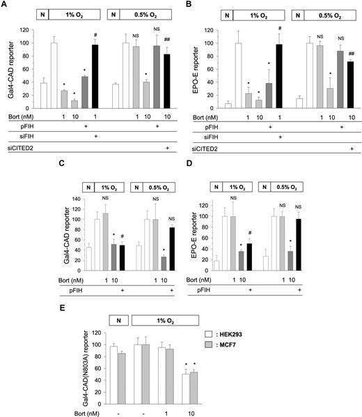Figure 1. Oxygen-dependent effects of bortezomib and FIH on the transcriptional activity of HIF-1. Gal4-CAD/Gal4-luciferase reporter plasmids (A,C) or EPO enhancer-luciferase reporter plasmid (B,D) were cotransfected with cytomegalovirus-β-gal plasmid into HEK293 (A,B) or MCF7 (C,D) cells. Gal4-CAD(N803A)/Gal4-luciferase reporter plasmids were cotransfected with the β-gal plasmid into HEK293 and MCF7 cells (E). HA-tagged FIH (pFIH) plasmid, FIH siRNA (siFIH), or CITED2 siRNA (siCITED2) was also cotransfected into these cells. After being stabilized for 48 hours, transfected cells were incubated under normoxic (N) or hypoxic (1% or 0.5% O2) conditions for 16 hours with 1 or 10 nM bortezomib (4 hours prior to hypoxia), and then luciferase activities were measured. The results shown are presented as relative values versus the hypoxic control, and are plotted as means (± SD) of 8 or more experiments. *P < .01 versus the hypoxic control; #P < .01 versus the 1 nM bortezomib group; ##P < .01 versus the 10 nM bortezomib group; NS, not significant versus the hypoxic control.