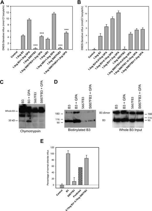 Figure 4. Chloride influx and surface assays in Xenopus oocytes. Band 3 cRNA (B3), kidney band 3 cRNA (kB3), S667F band 3 cRNA (S667F-B3), or S667F kidney band 3 cRNA (S667F-kB3) was injected into Xenopus oocytes either alone or coinjected with GPA or band 3 at concentrations indicated. DNDS-sensitive chloride influx (1 hour) was measured 24 hours after injection with the cRNA using groups of 12 to 15 oocytes. Results are shown as means plus or minus SEM. Significance level is for comparisons of influx between B3 and S667F-B3, or B3 plus GPA and S667F-B3 plus GPA, or kB3 and S667F-kB3, or kB3 plus GPA and S667F-kB3 plus GPA (sample by Student t test; ***P < .001). For the chymotrypsin assay and the biotinylation assay, oocytes were injected with 5 ng of B3 or S667F-B3 and 1.5 ng of GPA and allowed to express protein for 24 hours. The oocytes were then subjected to a chymotrypsin assay or biotinylated as outlined in “Cell-surface protease assay and biotinylation of oocytes.” (A) S667F-B3 has very little chloride influx when expressed alone in oocytes, and this is incompletely rescued by coexpression of GPA in both S667F-B3 and S667F-kB3 to approximately 50% of wild-type B3 + GPA or kB3 + GPA. (B) Comparison of the effects of coexpression of 0.015 to 1.5 ng GPA cRNA on normal B3 and S667F-B3 chloride influx. Although GPA dose-dependently increased wild-type chloride influx, the enhancement effect of GPA was observed to be maximal at 0.15 ng with S667F-B3 (representative of 3 independent experiments) and was saturated. (C,D) Representative chymotrypsin and biotinylation blots after 24 hours' expression using anti–band 3 C-terminal antibody BRIC155 to detect B3. The chymotrypsin gel was loaded with 10 oocytes per lane and is representative of 2 separate experiments conducted in duplicate. The biotinylation assay used material from 3 immunoprecipitations (10 oocytes per IP), and the biotinylated fraction from this pooled material was isolated using strepavidin beads (representative of 2 separate experiments). One-twentieth of the input from the 3 IPs is also shown. Both methods confirm that GPA increases the level of wild-type B3 at the cell surface as previously reported, but only a small amount of S667F-B3 is detected at the cell surface; this does not appear to increase upon coexpression with GPA under the conditions used. (E) Effects of coexpression of 0.75 ng normal B3 with 0.75 ng S667F-B3 on chloride influx. Results are expressed as percentages of the chloride influx obtained with normal B3 and are shown as means plus or minus SEM. The predicted amount of activity is also shown, which represents the expected contribution of 50% B3 and 50% S667F-B3 chloride influx assuming that each population is independent. This result shows that coexpression of wild-type B3 with S667F-B3 rescues the chloride influx of S667F-B3 beyond the predicted level (representative of 4 independent experiments).