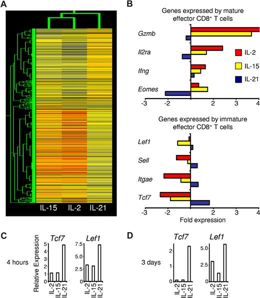 Figure 5. Antigen priming with IL-21 imparts CD8+ T cells with a distinct gene expression program. Pmel-1 CD8+ T cells were antigen-primed with the cytokine indicated or without cytokine for 4 days, then restimulated for 4 hours without cytokine. Microarray gene expression analysis was then performed. Expression levels relative to the reference cells primed without cytokine are indicated. (A) Dendrogram showing the relatedness of gene expression patterns. (B) Microarray expression of selected genes associated with mature and immature effector CD8+ T cells. (C,D) Wild-type CD8+ T cells were stimulated with anti-CD3/anti-CD28 and 10 ng/mL of the indicated cytokine for 3 days and then restimulated in cytokine-neutral conditions for (C) 4 hours or (D) 3 days before real-time RT-PCR analysis. Expression of Tcf7 and Lef1 relative to β-actin is shown.