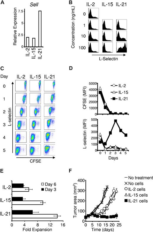 Figure 6. Antigen priming with IL-21 directs CD8+ T cells to express L-selectin during secondary stimulation. (A) Wild-type CD8+ T cells were anti-CD3/anti-CD28 stimulated with 10 ng/mL of the indicated cytokine for 3 days. Sell expression relative to β-actin expression was determined 4 hours after restimulation in cytokine-neutral conditions. (B) Four days after antigen priming with the indicated cytokine, pmel-1 Thy1.1 CD8+ T cells were restimulated with cognate antigen and 10 ng/mL IL-2 (regardless of the initial priming cytokine). Flow cytometry was performed 3 days after initiating the secondary response and histograms of L-selectin expression are displayed. The indicated cytokines and concentrations refer to the initial priming conditions. (C) Dot plots showing CFSE dilution and L-selectin expression by pmel-1 Thy1.1 CD8+ T cells that were antigen-primed with 100 ng/mL of the indicated cytokine for 4 days, labeled with CFSE, and restimulated with antigen and 10 ng/mL IL-2 (regardless of the cytokine present during initial priming). (D) Graphs of the mean fluorescence intensity of CFSE and L-selectin during restimulation. (E) Secondary expansion of cells antigen-primed with 10 ng/mL of the indicated cytokine for 4 days then restimulated with antigen and 10 ng/mL IL-2. Error bars indicate the standard error of the mean. (F) Tumor regression in response to adoptive transfer of 106 pmel-1 CD8+ T cells primed in 10 ng/mL of the indicated cytokine for 4 days, restimulated with antigen and IL-2 for 6 days, and then adoptively transferred. Vaccine and IL-2 were administered to mice in all except the “No treatment” group. Error bars reflect the standard error of the mean.